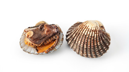 Cockle shells in a white background.