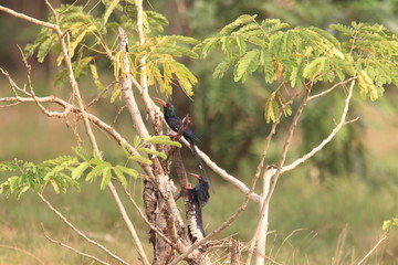 Green wood hoopoe (Phoeniculus purpureus) in Ghana, western Africa