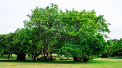 Big trees in a public park.