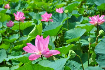 The Blooming Lotus Flowers and Leaves in Baihe, Tainan, Taiwan