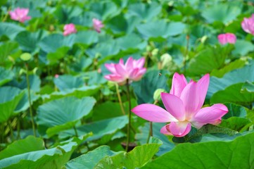 Obraz premium The Blooming Lotus Flowers and Leaves in Baihe, Tainan, Taiwan
