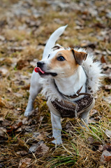 Dog Jack Russell Terrier in coat looking up. Funny dog with his tongue hanging out.