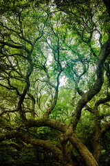 Obraz premium Wild tree