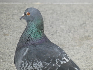Fototapeta premium Colors of a Pigeon