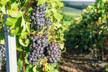 Obraz premium Row vine grape in champagne vineyards at montagne de reims, France