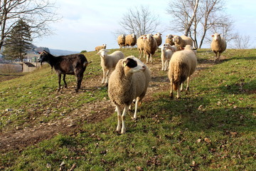 Flock of sheep, little lambs and single black goat standing on top of hill on warm sunny winter day