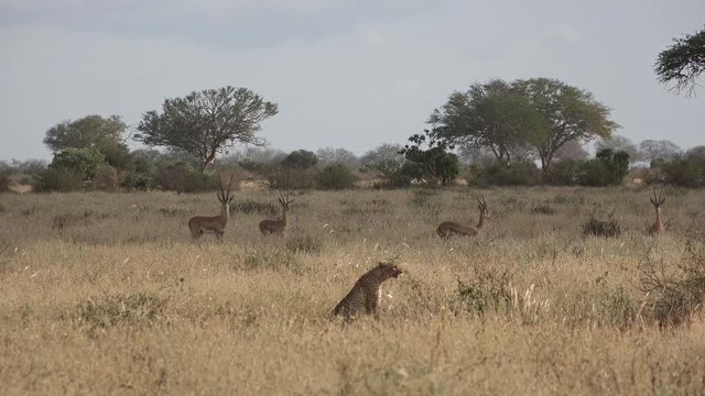 Cheetah looking out for his new victim