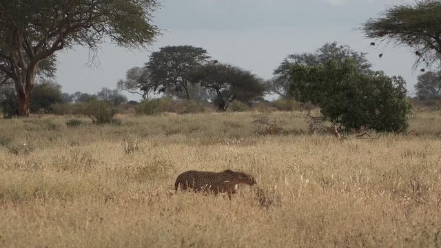 Cheetah in search of a new victim