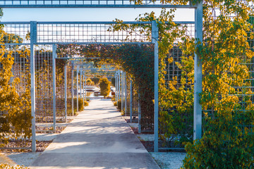 Beautiful walkway among vertical garden growth with climbing plants