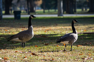 Canada geese walking on green grass