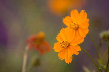 pair of orange flowers