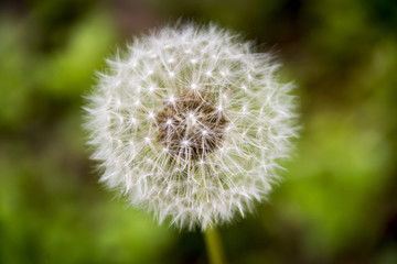 A closeup of a dandelion puff waiting to blow seeds in the wind.