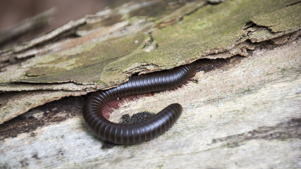A shiny red and black millipede squeezes its long body and multitude of legs under the bark of an old tree in the forest.
