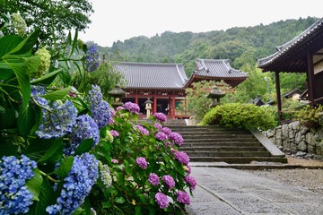 Fototapeta na wymiar 日本の奈良のあじさいの矢田寺