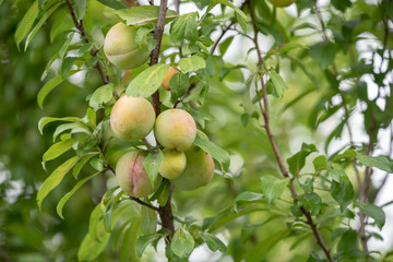 熟れ始めたスモモの実