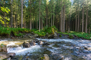 Kleiner kalter Gebirgsbach, der sich durch den regennassen dichten Wald schlängelt