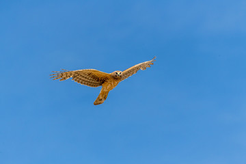 Northern Harrier bird of prey in flight