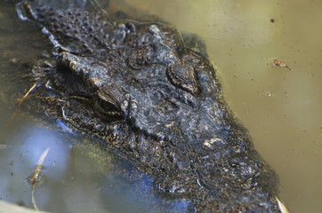 Close-up of face crocodile in the river.