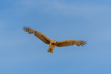 Northern Harrier bird of prey in flight