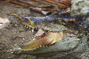 Fototapeta premium Dangerous Crocodile near Water.
