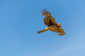 Northern Harrier bird of prey in flight