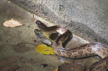A small snake in concrete ponds.	