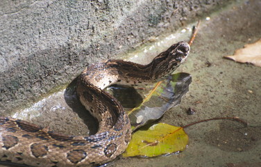 A small snake in concrete ponds.	