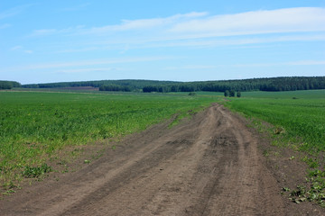 Fototapeta na wymiar A dirt road in the field