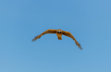 Obraz na płótnie Canvas Northern Harrier bird of prey in flight