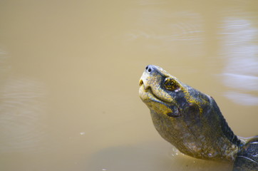 Water Turtle. Reptile Crustacean.