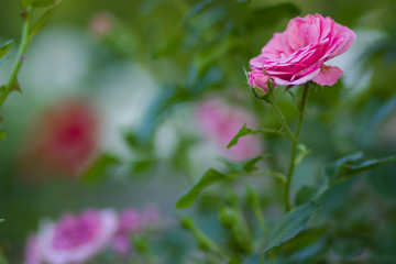 Blooming pink rose on blurred background, beautiful pink rose on a green background, blank for cards, holiday bouquet, spring pattern for the designer, art