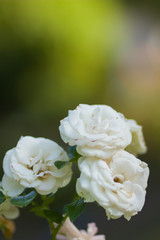 Blooming white rose on blurred background, beautiful white rose on a green background, blank for cards, holiday bouquet, spring pattern for the designer, art
