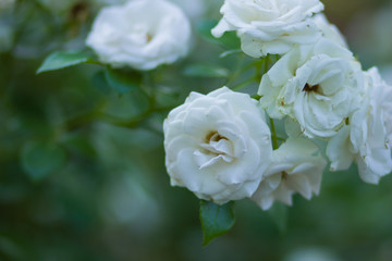 Blooming white rose on blurred background, beautiful white rose on a green background, blank for cards, holiday bouquet, spring pattern for the designer, art