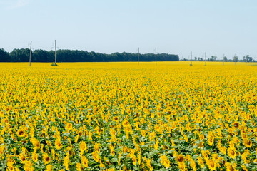 A huge endless field of elite sunflower against the blue sky. Background for creating advertising of sunflower oil, as well as sunflower products.