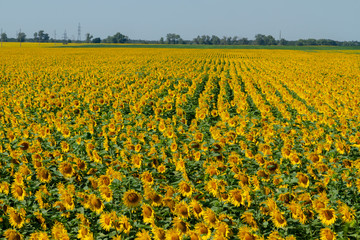 A huge endless field of elite sunflower. Sunflowers grow in even rows. Background for creating advertising of sunflower oil, as well as sunflower products.