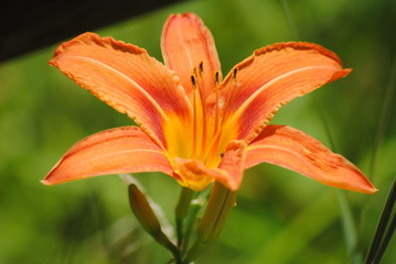 Orange and Yellow Lily