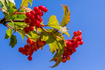 Branch of guelder rose with red berries on the background of the blue sky_