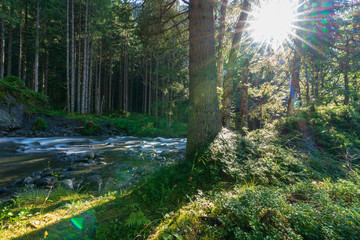 Kleiner idylischer  Bach im Wald mit tiefstehender Sonne die zwischen den Bäumen herausblinzelt