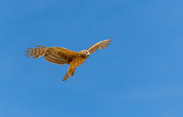 Northern Harrier bird of prey in flight