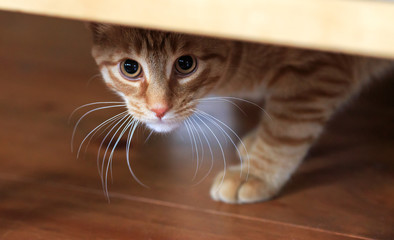 Orange tabby cat cautious looks out from under hiding place - 212296656