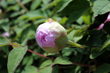 Fototapeta premium Paeonia officinalis large pink flower bud surrounded with green leaves background on a warm sunny day