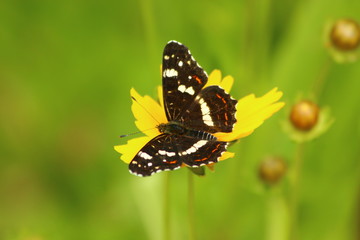 Landkärtchen auf Mädchenauge