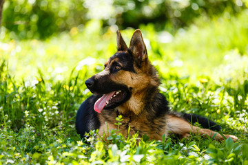 Portrait of german shepherd laying on the green grass