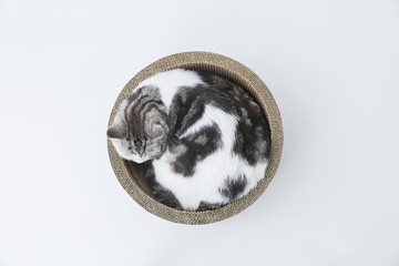 丸い箱に入った猫　俯瞰撮影