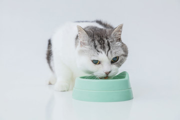 美味しそうにキャットフードを食べる猫