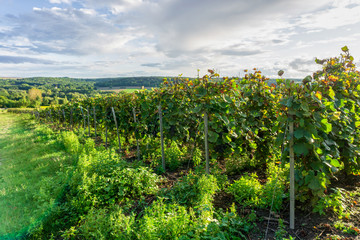 Fototapeta premium Row vine grape in champagne vineyards at montagne de reims, France