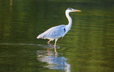 Heron