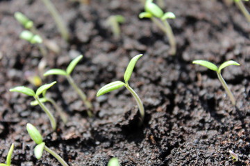 Tomato seedlings growing indoors for later moving in large outside garden