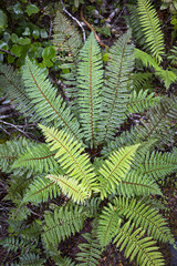 Fototapeta na wymiar Green ferns in the rainforests of New Zealand