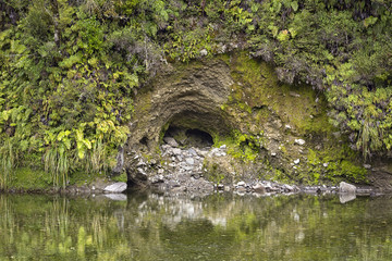 Pond and ferns in the green rainforest in New Zealand